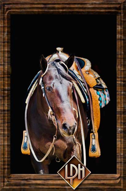 2013 aqha western pleasure show mare for sale2