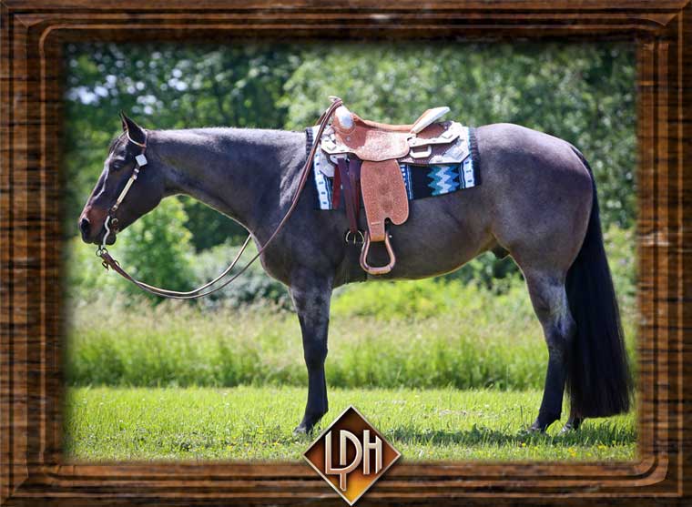 aqha roan all around horse for sale2