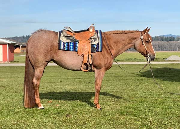 Red Roan AQHA Show Mare For Sale Washington